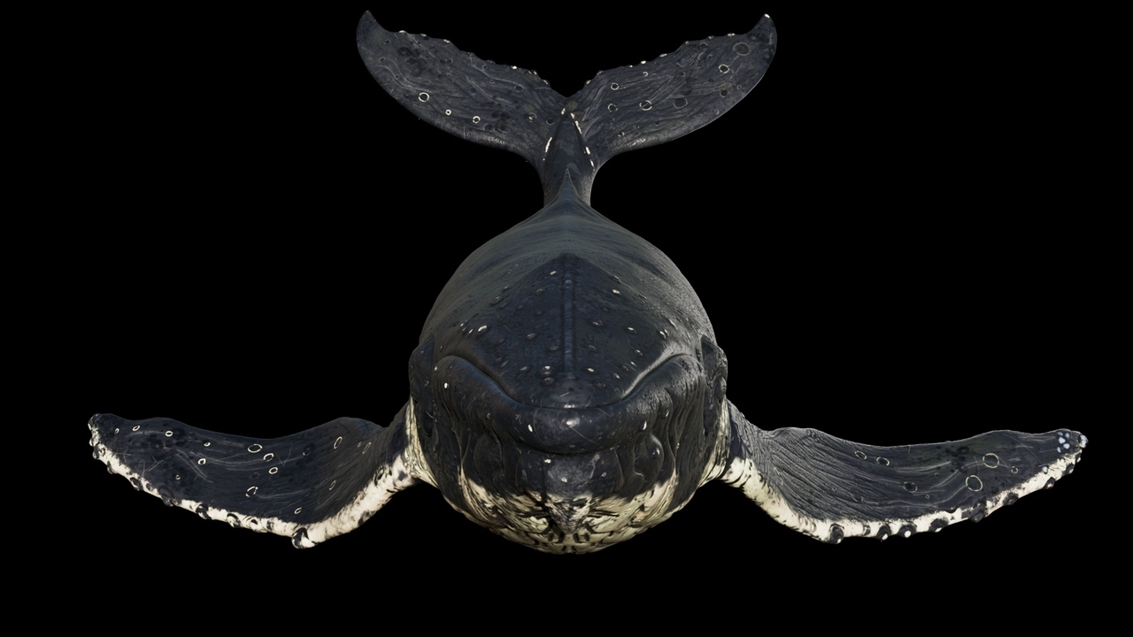 https://cgi.nyc3.cdn.digitaloceanspaces.com/artwork_medias/1731271111469-0-image.jpeg