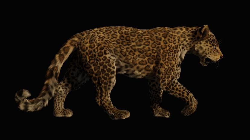 Leopard cub w...