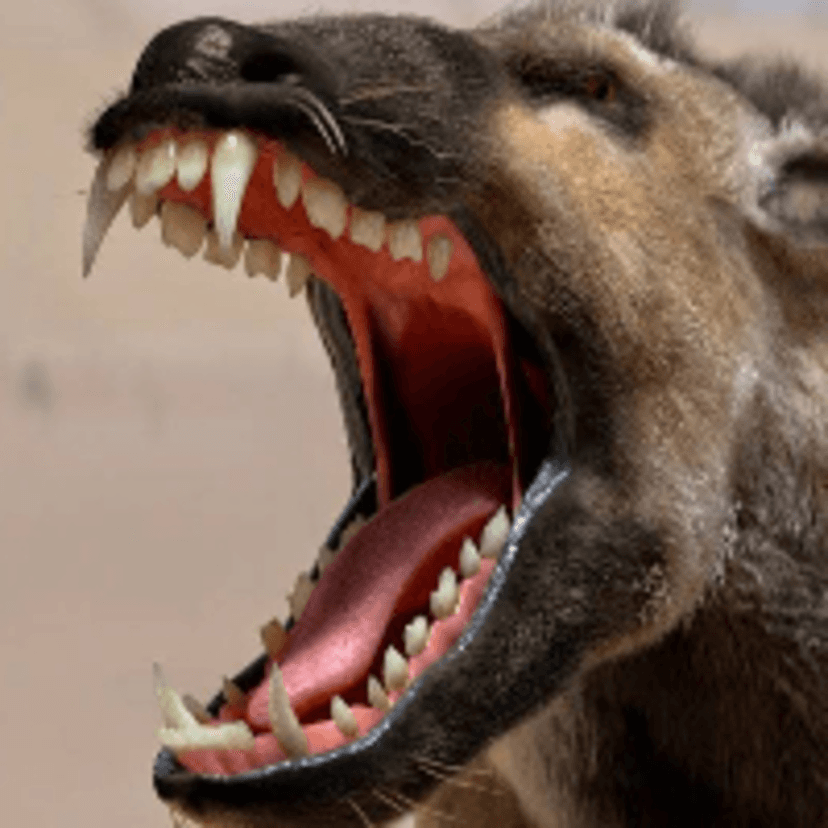 Hyena like cr...