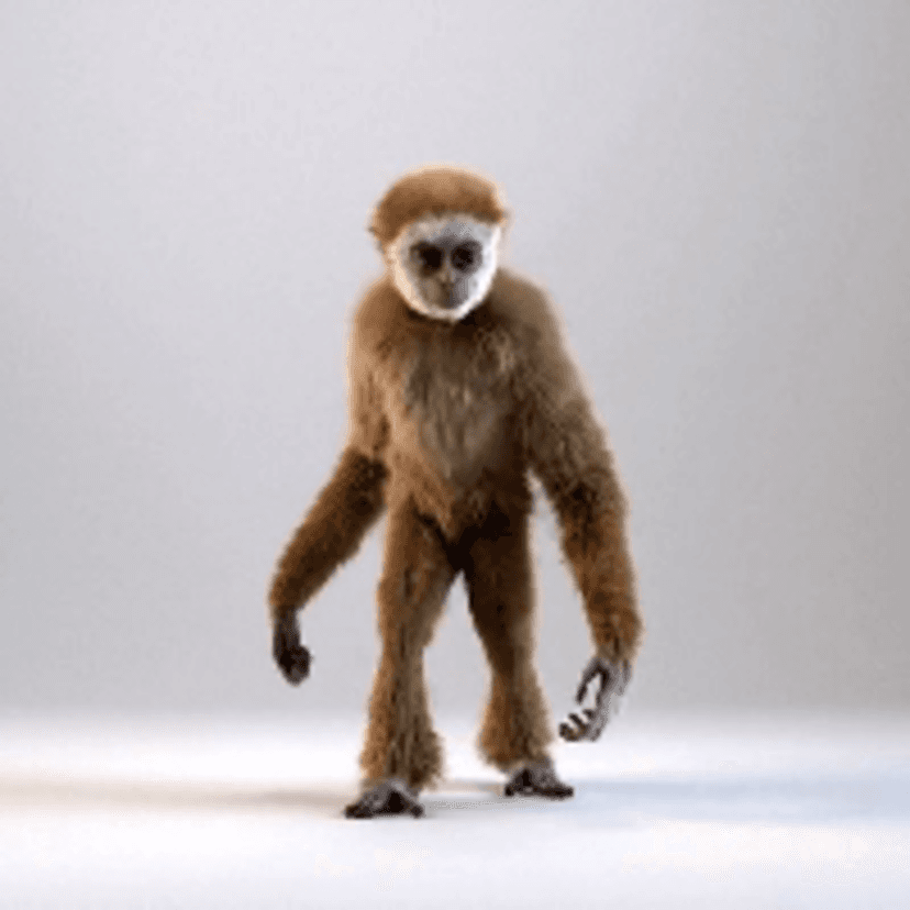 Monky - Visua...
