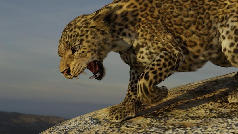 Angry leopard...