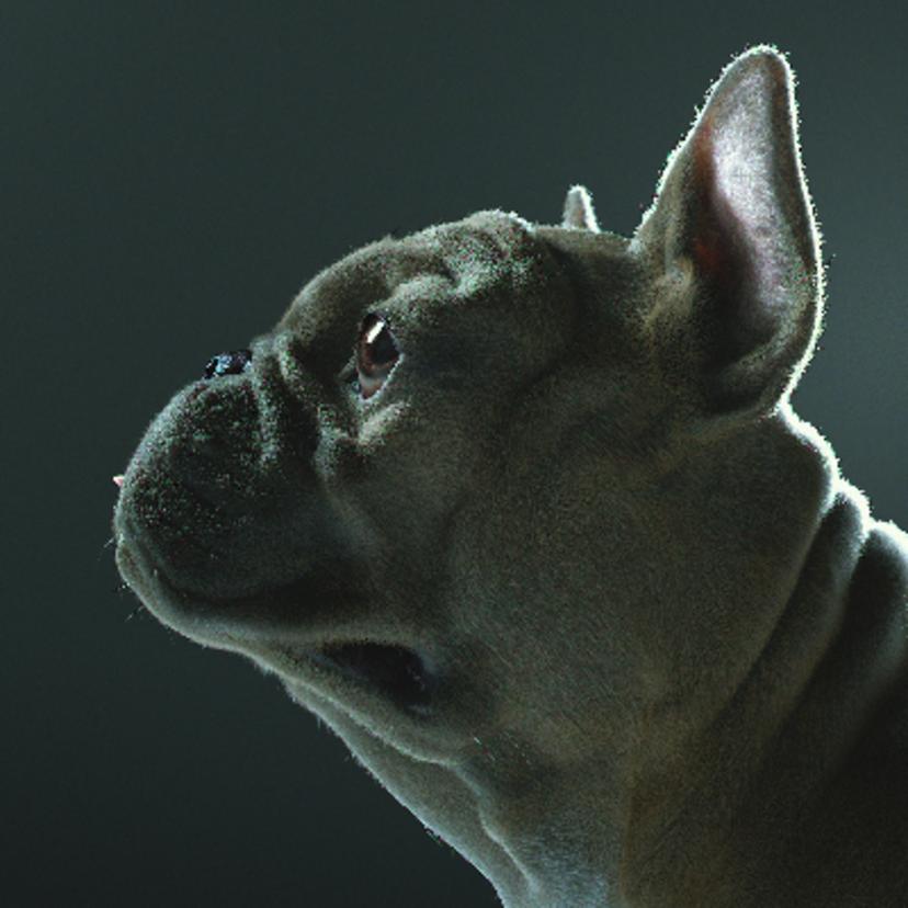 French Bulldo...