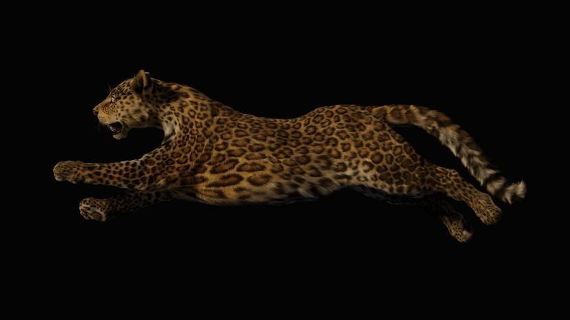 Leopard cub r...