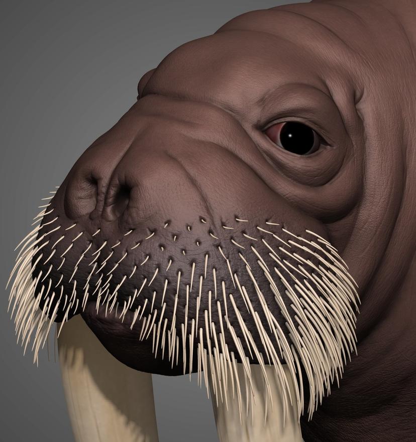 Walrus