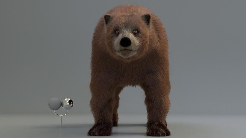 Bear
