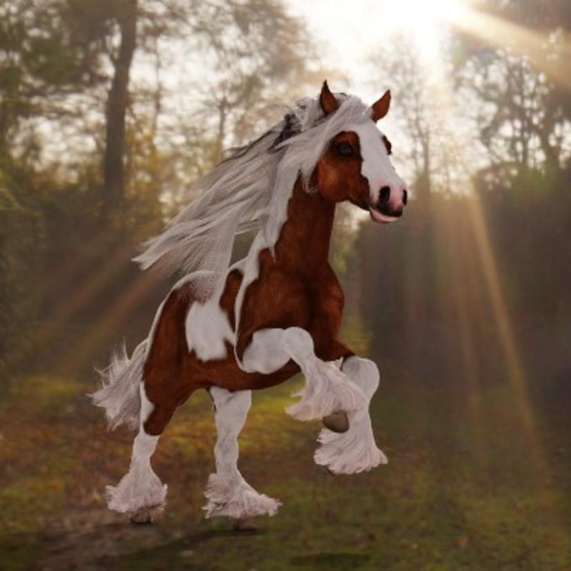 Gypsy Horse. ...