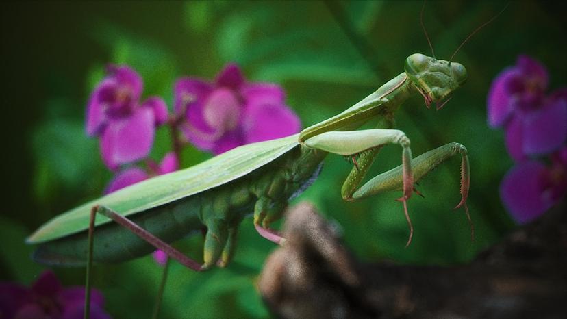 MANTIS BY ANT...