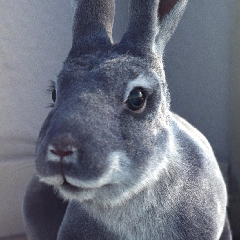 Rabbit
