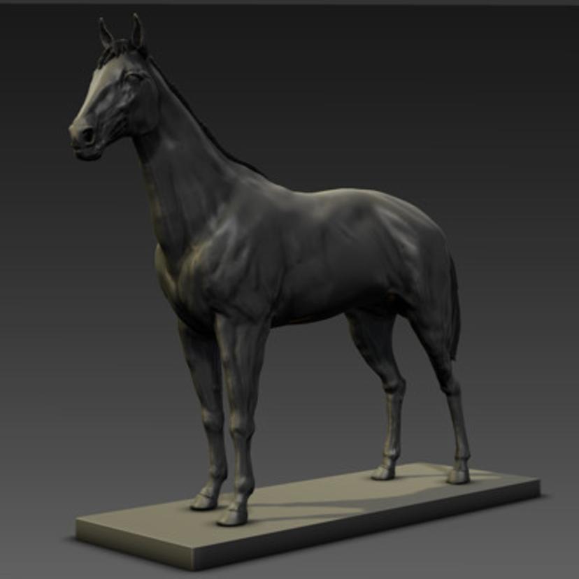 Horse Anatomi...