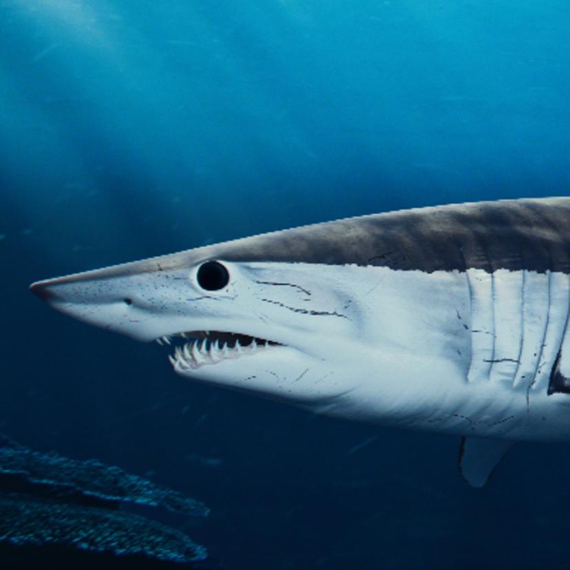 Mako