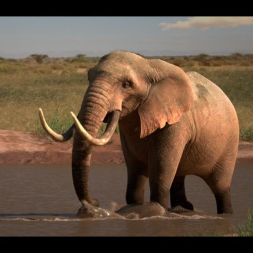 3d Elephant