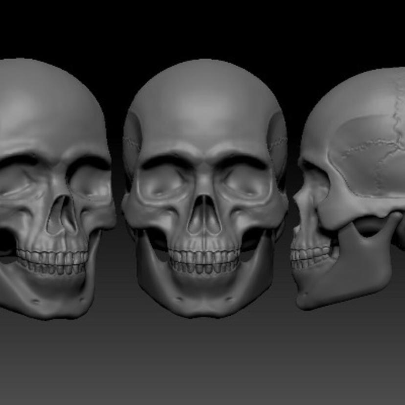 Skull Anatomy