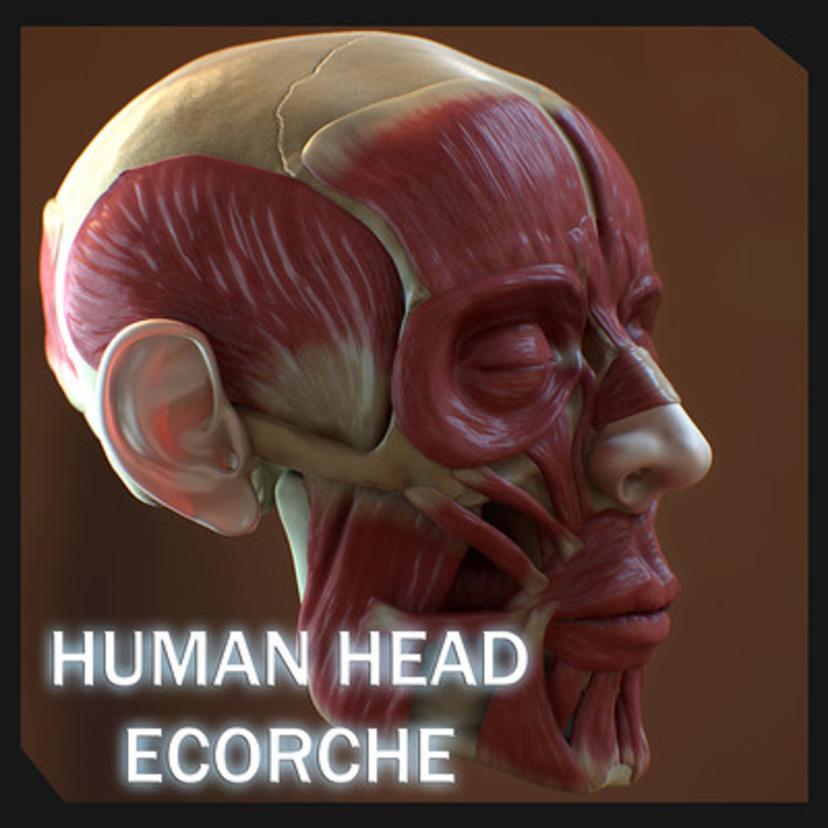 Human Head Ec...