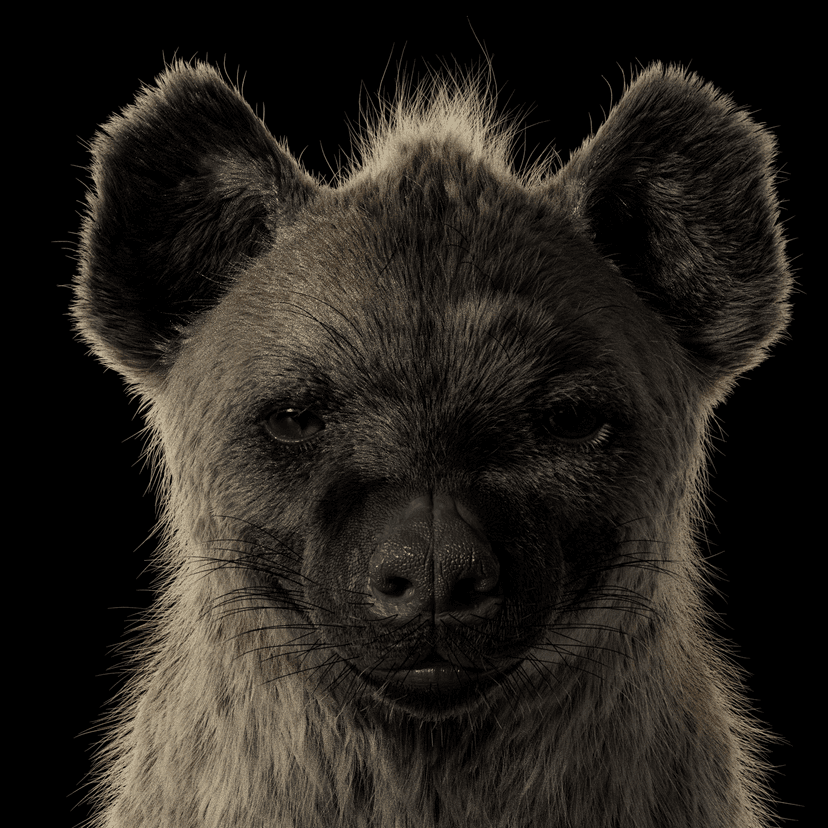 Hyena , KENO spotted Hyena