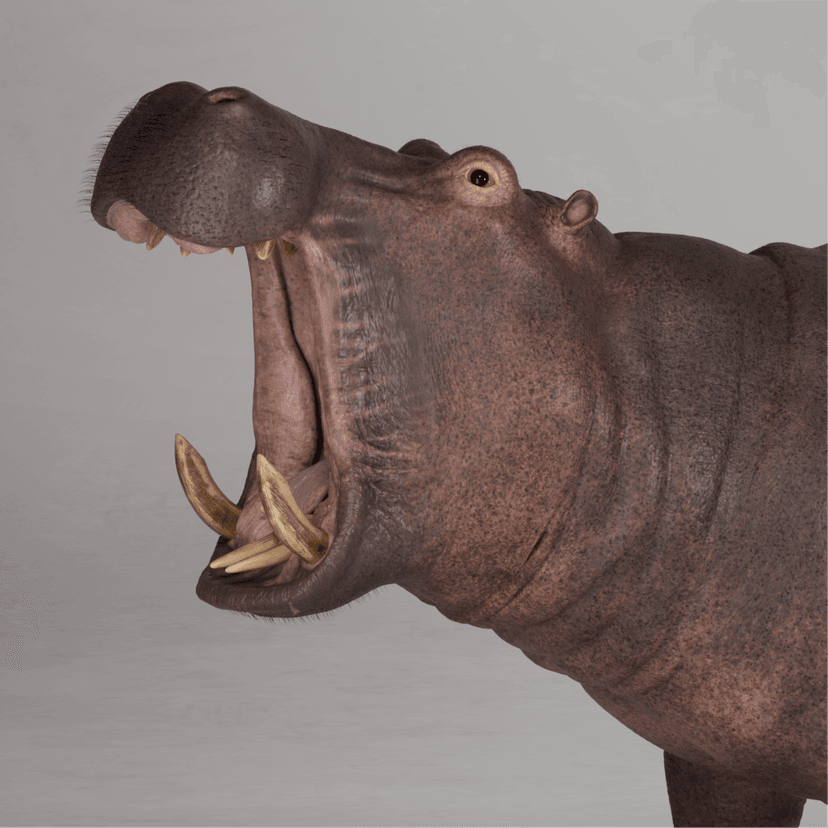 HIPPO
