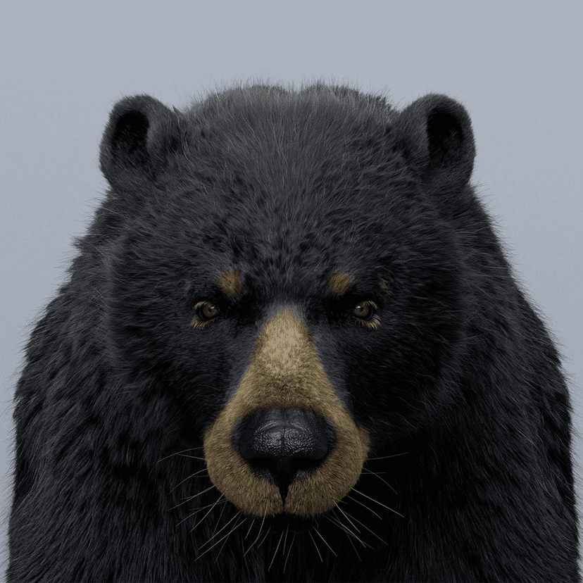 BLACK BEAR